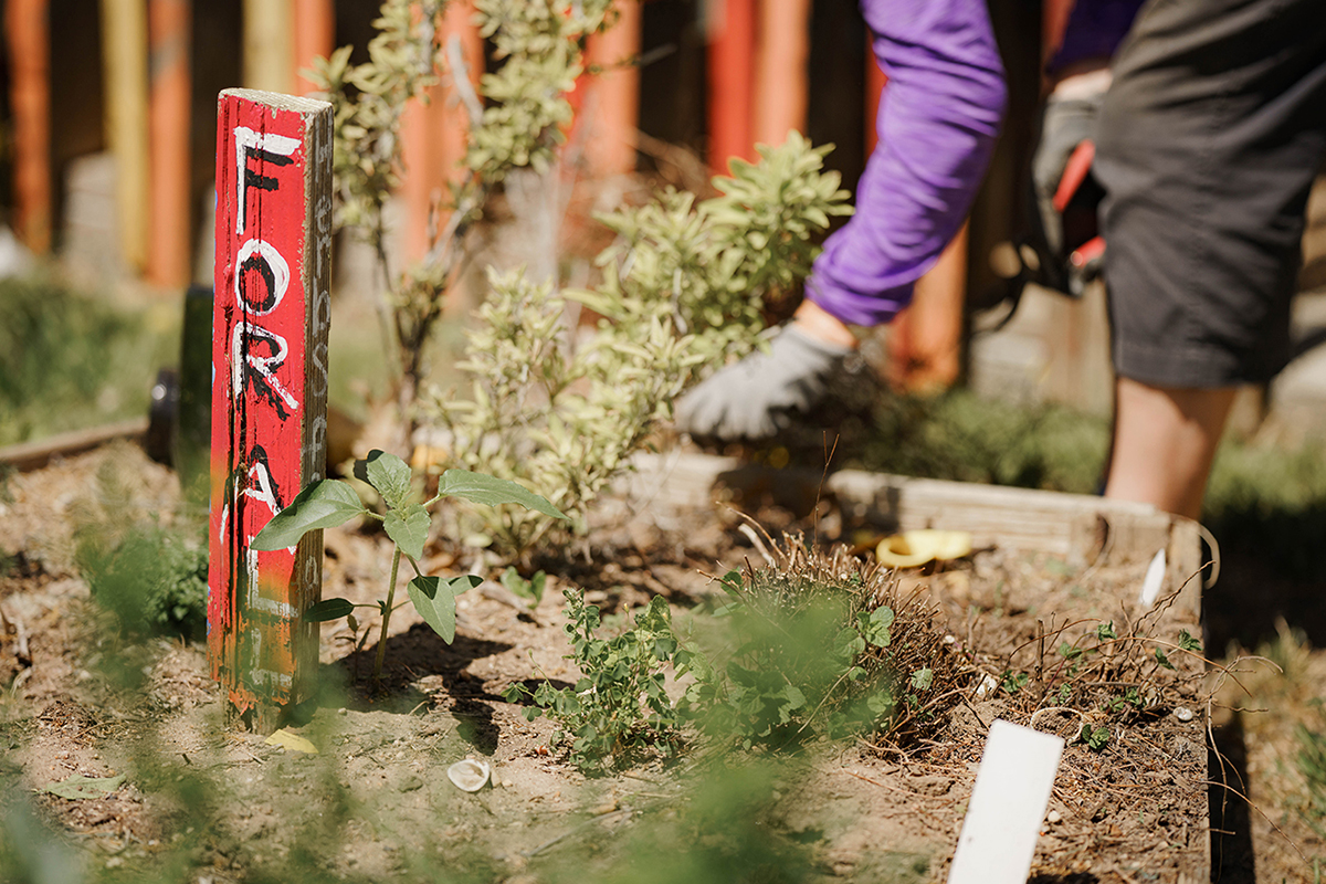 A wooden stake sits in a garden bed reading "For All" in black and white letters upon a red background. A person stands blurred in the background reaching into the garden with a gloved hand and purple sleeve.