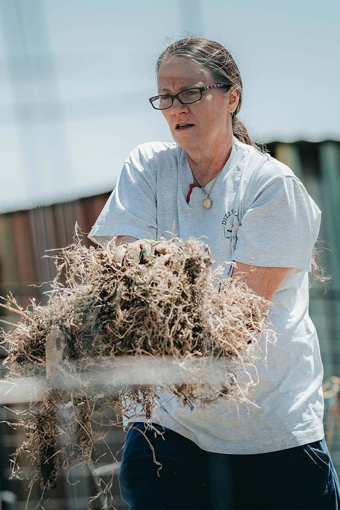 A senior female member in a gray shirt and glasses carries a ball of roots through the North Austin Community Garden to the compost bin. A rainbow colored wood shed and steel piping are blurred in the background of the photograph. 